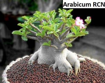 Adenium arabicum 'RCN' (Desert Rose, Sabi Star) / 5 Samen