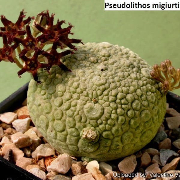 Pseudolithos migiurtinus [RARE] / 5 seeds