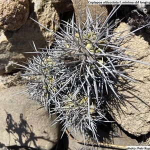 Peut inclure: Gros plan d'un cactus Copiapoa alticostata f. minima sbf longispina. Le cactus a une forme ronde avec un corps vert clair et est recouvert de longues épines grises et pointues. Il est entouré de roches.