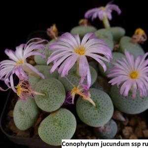 Conophytum jucundum ssp ruschii / 10 seeds image 1