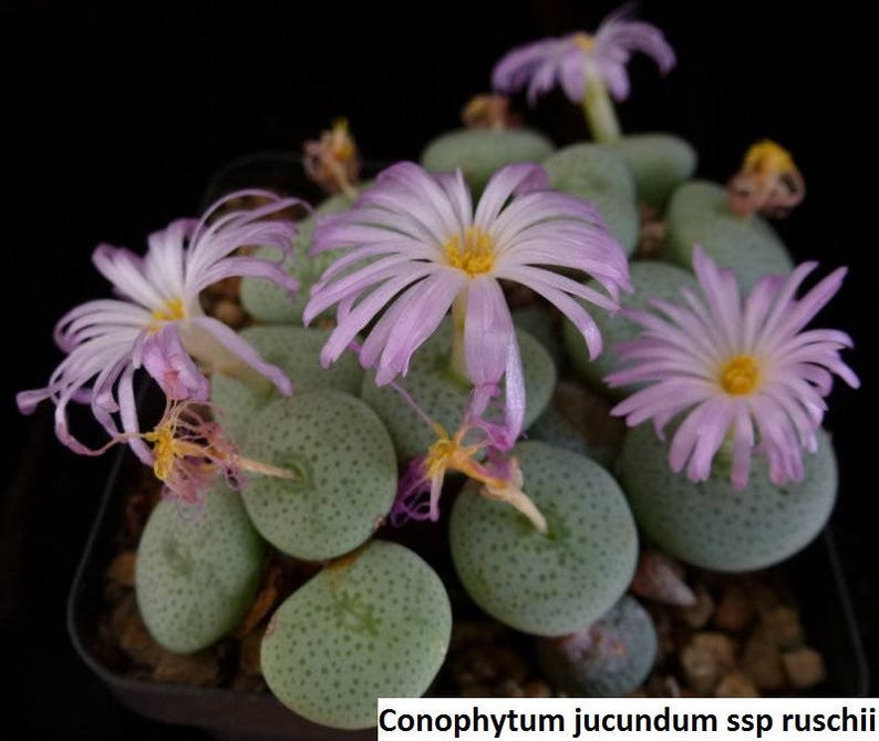 Conophytum jucundum ssp ruschii / 10 seeds image 1
