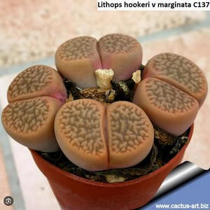 May include: A close-up of a potted Lithops hookeri v marginata C137 succulent plant. The plant has several fleshy, rounded leaves in shades of tan and pink, with textured, darker brown patterns. The plant is in a small, red-brown pot.