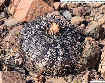 Copiapoa Dura Seedling (griseoviolacea) KK196 - Etsy Canada