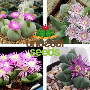 Gibbaeum mix / 20 seeds
