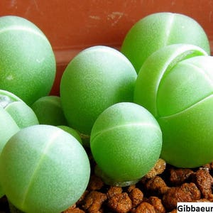 May include: Close-up of a group of small, round, green succulent plants with a textured surface. The plants are growing in a pot filled with brown gravel. The text "Gibbaeum heathii" is visible at the bottom of the image.