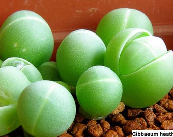 Gibbaeum heathii / 20 seeds