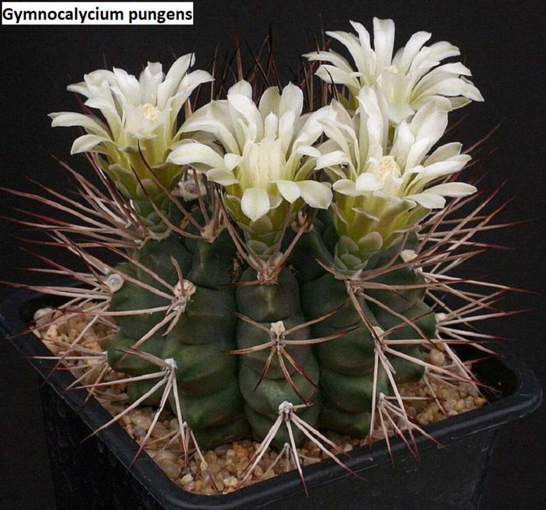 Gymnocalycium Pungens / 10 Seeds - Etsy Denmark