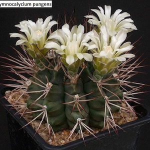 Gymnocalycium pungens / 10 seeds