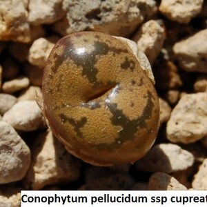 Conophytum pellucidum ssp cupreatum / 10 seeds image 3