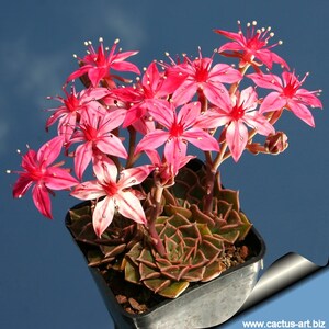 Graptopetalum bellum Tacitus bellus / 20 seeds Chihuahua Flower image 2