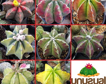 Astrophytum Ornatum Cv. Hannya - Top Selection / 5 Seeds - Etsy Canada