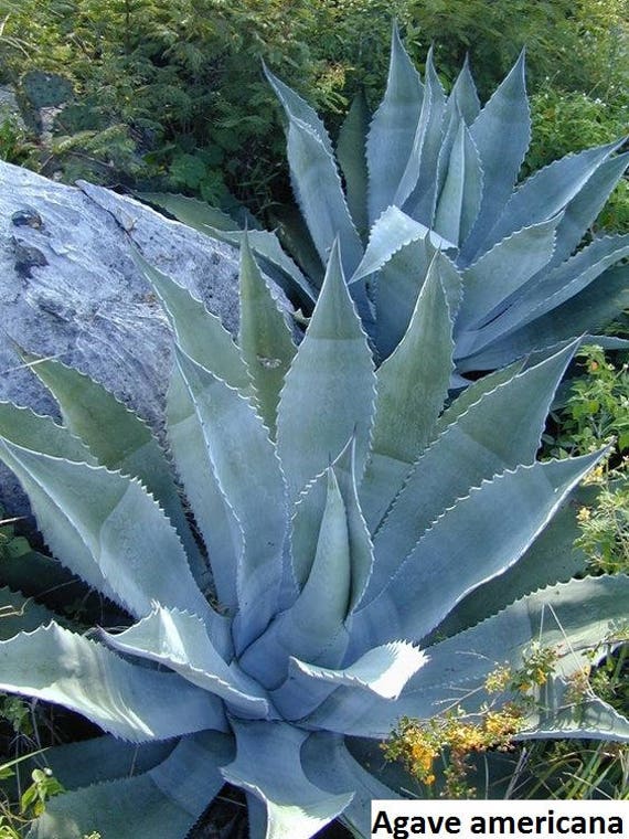 Agave americana (Century Plant, Amerikanische Agave) / 10 Samen - Etsy  sterreich