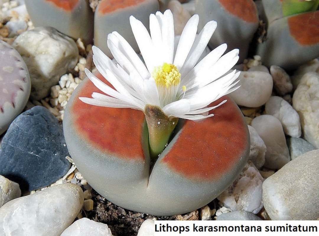 Lithops karasmontana 'Suiren'優選 Lithops Karasmontana 'sumitatum' / 20 Seeds (living Stones) - Etsy
