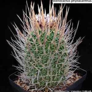 Stenocactus phyllacanthus / 10 seeds
