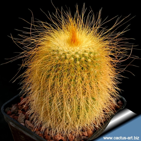 Parodia Leninghausii / 10 Seeds (golden Ball, Lemon Ball) - Etsy Denmark