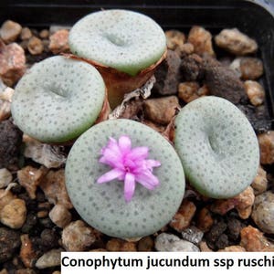 Conophytum jucundum ssp ruschii / 10 seeds image 2