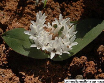 Lachenalia ensifolia ssp maughanii / 10 seeds