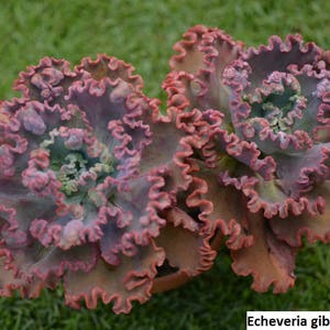 Echeveria gibbiflora / 20 semillas RARE curly echeveria imagen 4