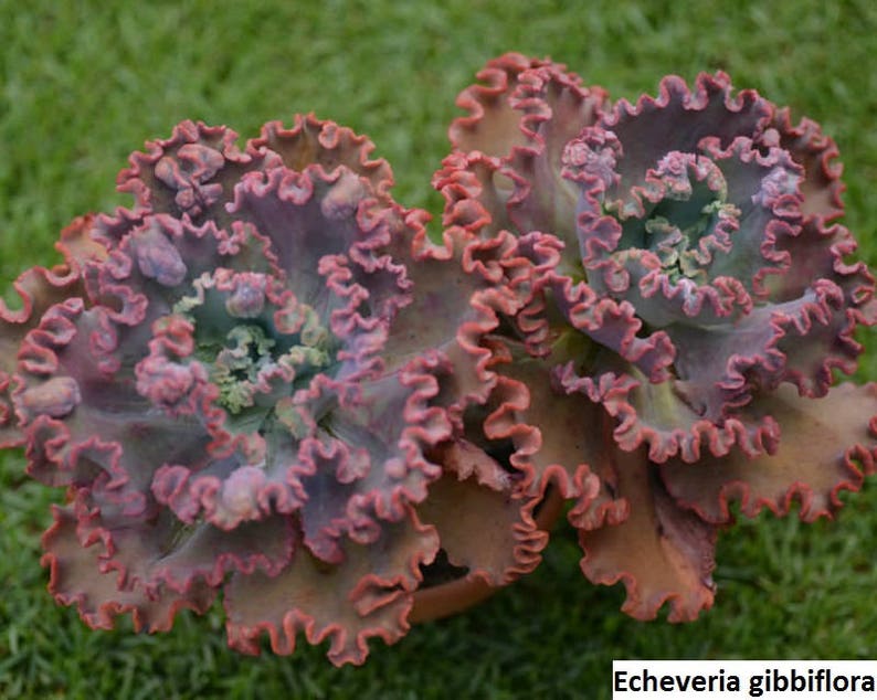 Echeveria gibbiflora / 20 seeds RARE curly echeveria image 4