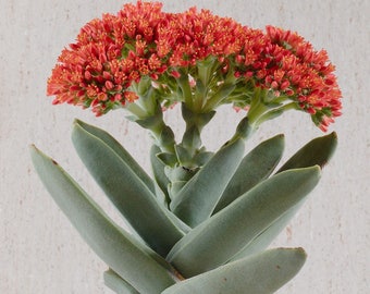 Crassula falcata / 20 seeds (Propeller plant)