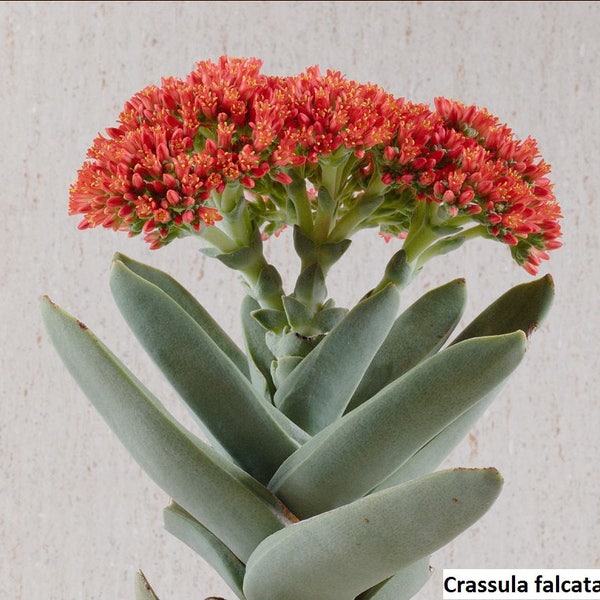 Crassula falcata / 20 seeds (Propeller plant)