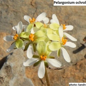 Può includere: Primo piano di un gruppo di fiori di Pelargonium ochroleucum. I fiori hanno petali bianchi con centri gialli e stami arancioni. L'immagine è ambientata su uno sfondo strutturato marrone chiaro.