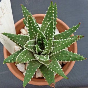 Haworthia pumila Pearl plant / 10 seeds image 2