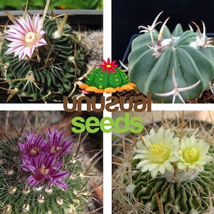 Stenocactus (Echinofossulocactus) / 20 seeds