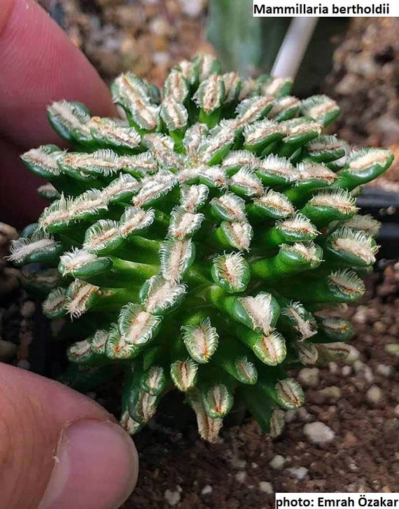 Mammillaria bertholdii / 10 seeds (RARE)