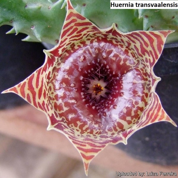 Huernia transvaalensis / 5 seeds (Traansval huernia)