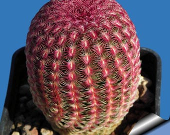 Echinocereus rigidissimus v rubrispinus / 10 seeds (Rainbow Hedgehog Cactus)