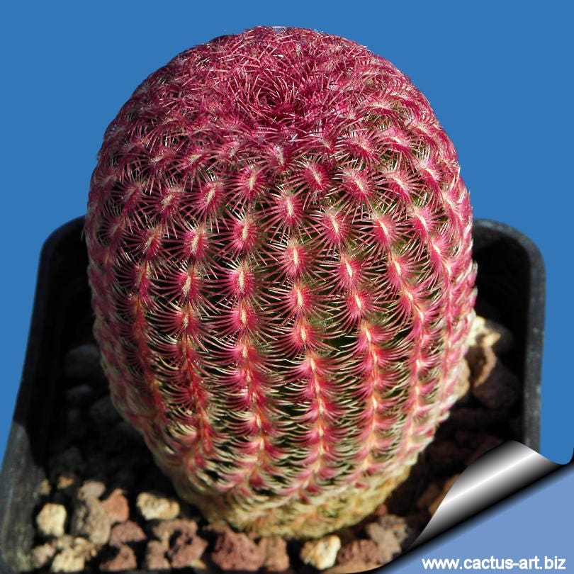 Echinocereus rigidissimus v rubrispinus / 10 seeds (Rainbow Hedgehog Cactus)
