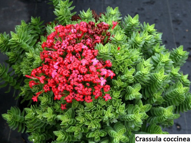 Garden Coral (Crassula Coccinea)