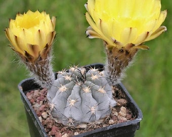 Echinopsis glaucina / 10 seeds