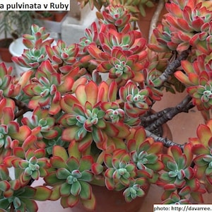 Op de afbeelding: Een close-up van een Echeveria pulvinata v Ruby vetplant in pot. De plant heeft levendige groene, rode en oranje bladeren gerangschikt in rozetten. De afbeelding bevat de tekst "Echeveria pulvinata v Ruby".