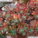 see more listings in the Succulents [Echeveria] section
