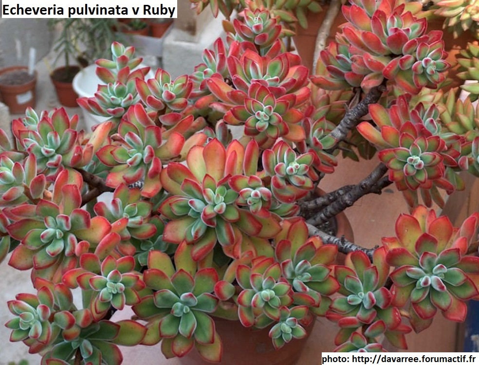 Echeveria pulvinata v Ruby / 20 seeds - Etsy 日本