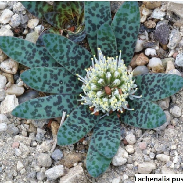 Lachenalia pusilla / 10 seeds