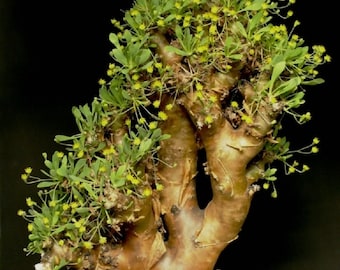 Othonna euphorbioides / 5 Samen