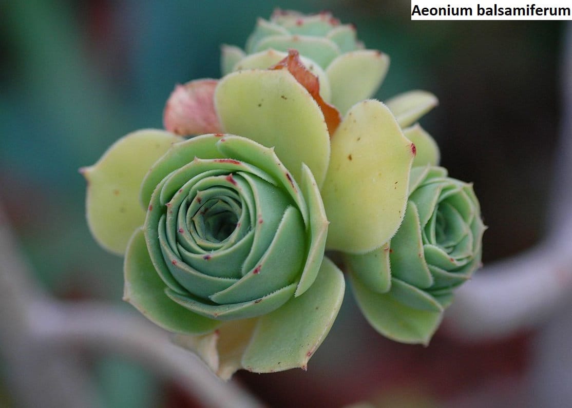 Adenium obesum / 10 seeds (Desert Rose, Sabi Star)