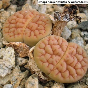 May include: Close-up of two Lithops hookeri v lutea cv Aubarede C38A succulents. The plants are light tan with reddish-brown vein-like patterns. They rest on small, light-coloured pebbles. The image is well-lit, highlighting the texture of the plants.