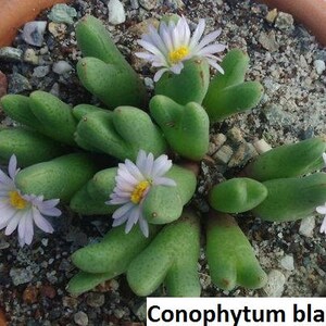 Conophytum blandum / 10 seeds image 2