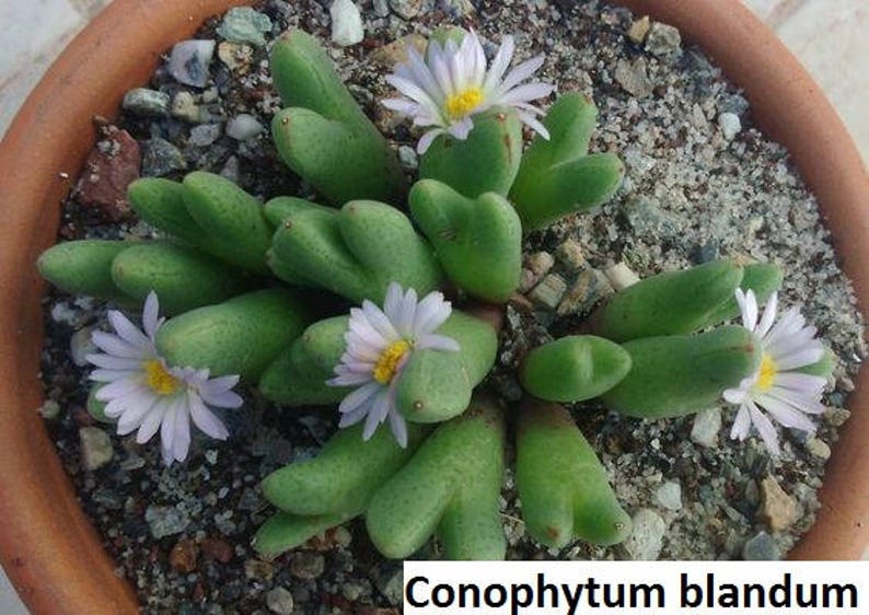 Conophytum blandum / 10 seeds image 2