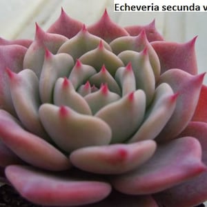 Echeveria secunda v Puebla / 20 semillas