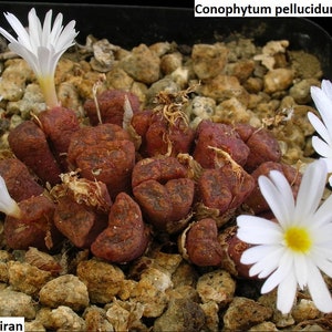 Conophytum pellucidum ssp cupreatum / 10 seeds image 2