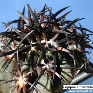 Copiapoa alticostata (habitat seeds) / 10 seeds [Santunario del Minero, Atacama, 335m]