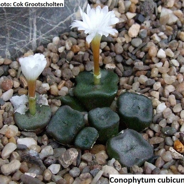 Conophytum cubicum [TL Black Face Mountain] / 10 seeds