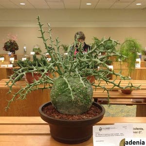 Adenia globosa / 5 Samen