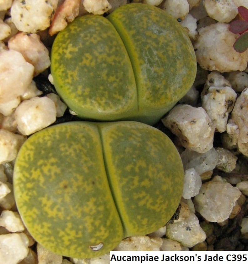 RARE 20 seeds Lithops aucampiae /'Jackson/'s Jade/' Living Stones