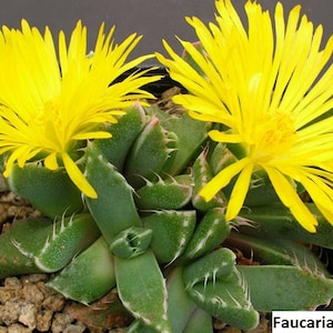 Faucaria tigrina / 20 seeds Tiger Jaws, Shar Jaws image 1